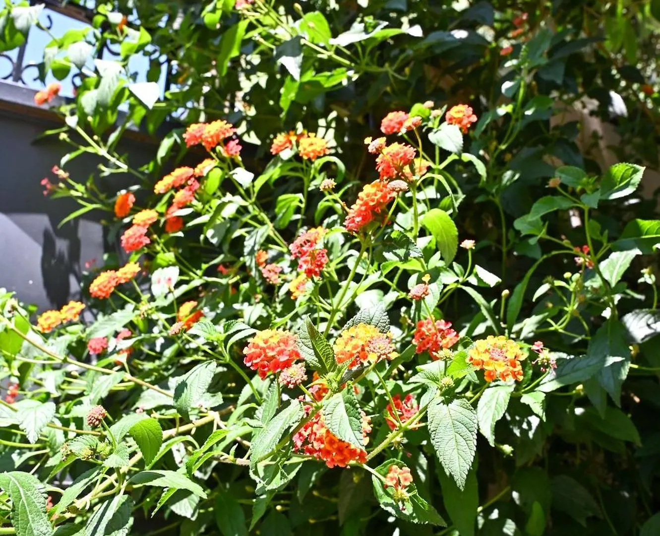 Sen Garden Home Tirana Albania
